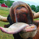 Illustration for article titled Cockblocked By A Salad-Tossing Cow!